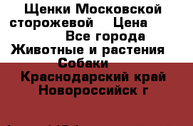 Щенки Московской сторожевой  › Цена ­ 25 000 - Все города Животные и растения » Собаки   . Краснодарский край,Новороссийск г.